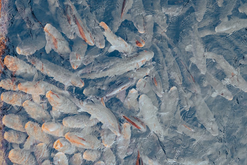 Aquaponisches System mit Fischen und Kräutern in einem Kreislauf